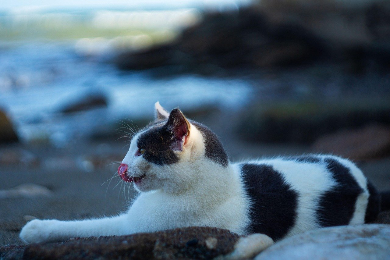 Pet Policy Considerations for Alberta Landlords in 2025: Fees, Wear, and Financial Trade-Offs